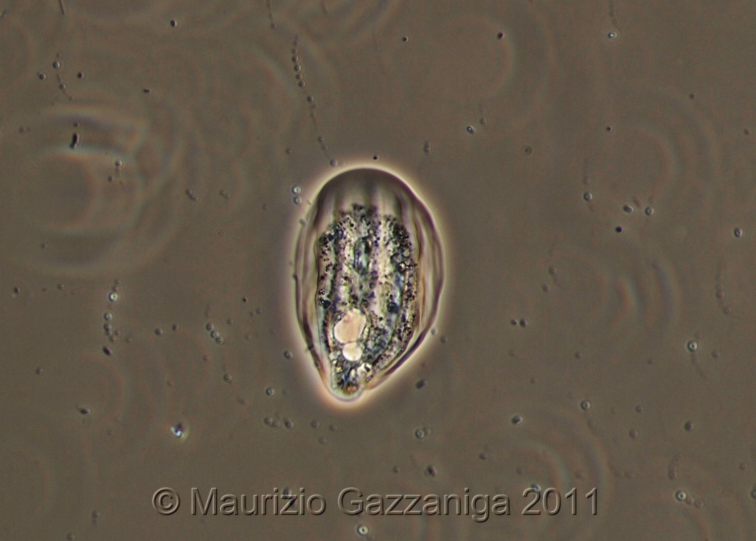 Thecamoeba striata